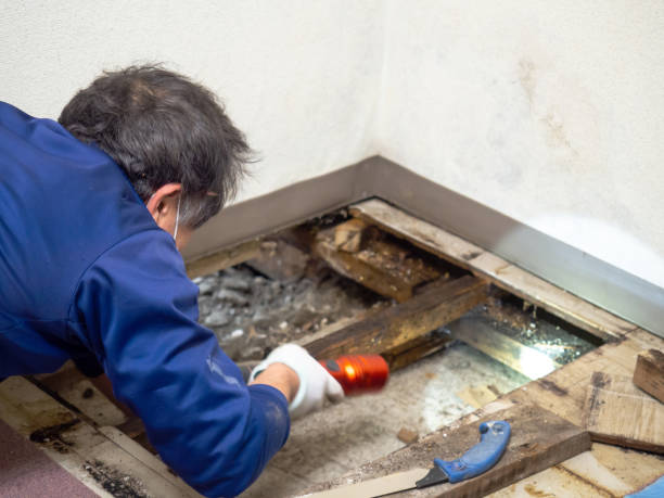 Best Local Mold Removal Service  in Park Ridge, NJ