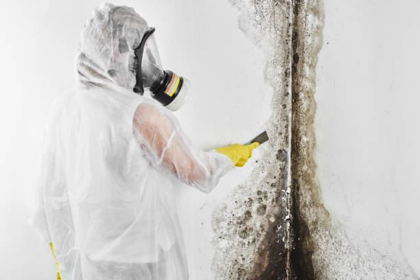 Best Home Mold Removal  in Park Ridge, NJ