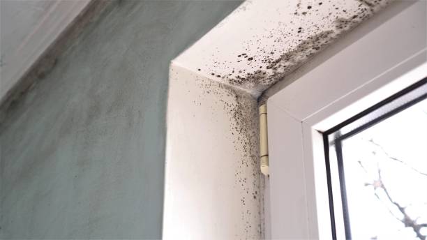 Best Mold Remediation  in Park Ridge, NJ