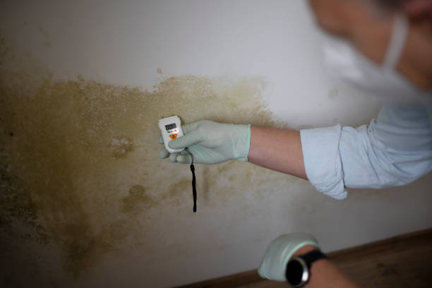 Best Mold Cleaning Services  in Park Ridge, NJ