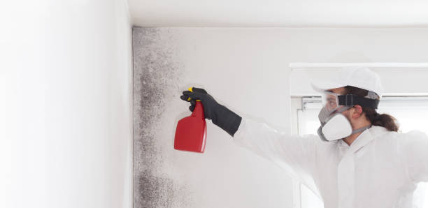 Best Local Mold Removal Service  in Park Ridge, NJ