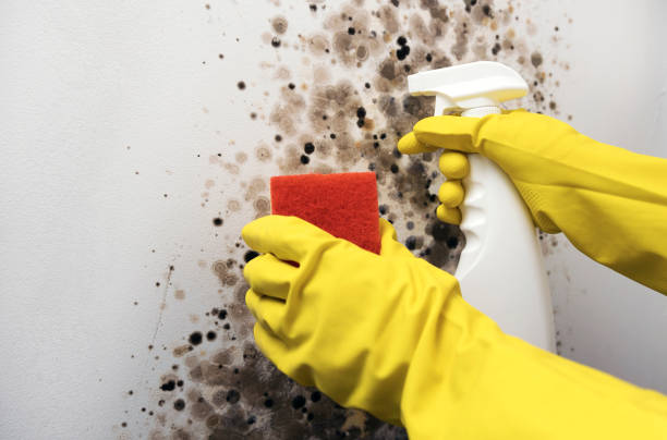 Best Best Mold Removal Companies  in Park Ridge, NJ