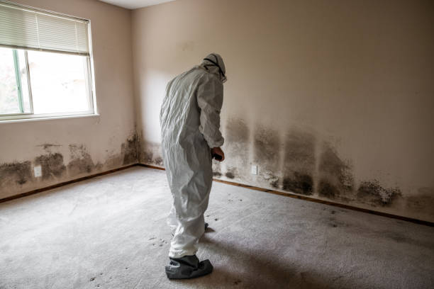 Best Residential Mold Removal  in Park Ridge, NJ