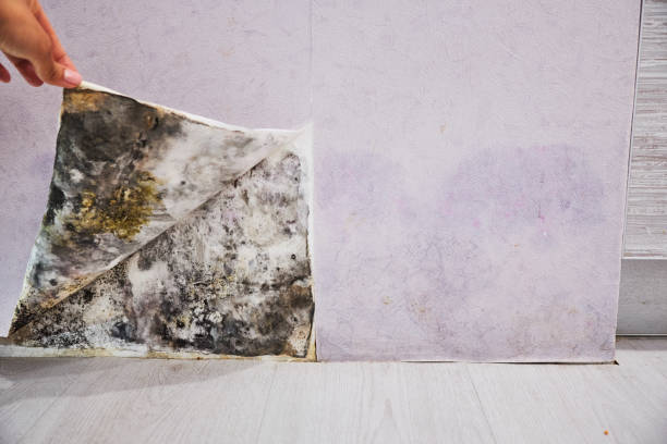 Best Toxic Mold Removal  in Park Ridge, NJ